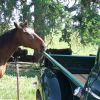 Chevy Eating Horse